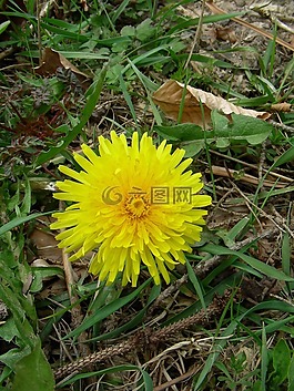 蒲公英,花的,植物