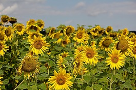 太陽花,夏季,字段