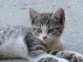 貓,寵物,動物