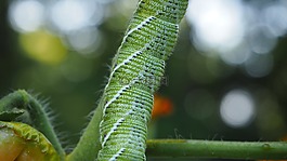 毛蟲,花園,昆蟲