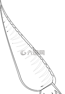 胡蘿卜,根,蔬菜