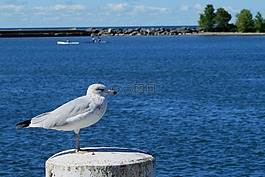 海鷗,鳥,飛