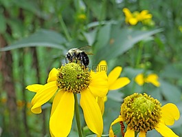 蜜蜂,授粉,工蜂