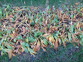 植物,秋,葉子