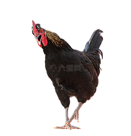 哈恩,孤立,鳥