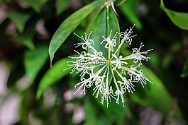 龍血樹surculosa,日本竹,自然