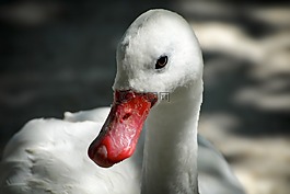 天鵝,鳥(niǎo),動(dòng)物園