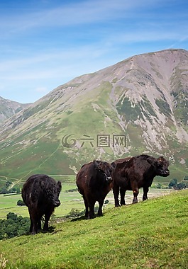 動(dòng)物,牛,奶牛