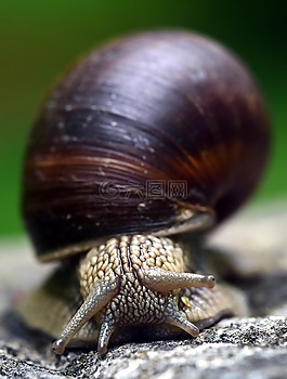 蝸牛,殼,軟體動物