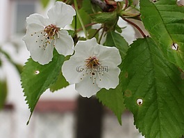 觀賞櫻花,鮮花,白