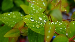 性質(zhì),葉子,雨滴