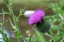 薊,特寫,花的
