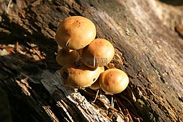 蘑菇,樹,秋季