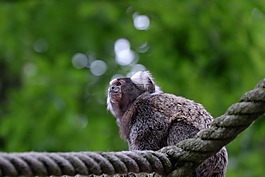 猴子,動(dòng)物,公園