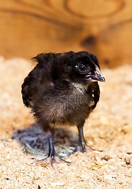 動物,嬰兒,鳥