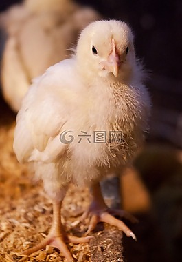 动物,婴儿,鸟