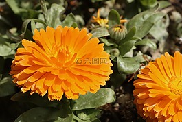 花,橙色,花園