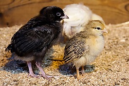 動物,嬰兒,鳥