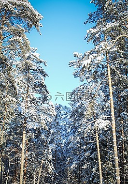 冬季森林,天空,雪