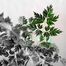 蕨類,性質(zhì),綠色