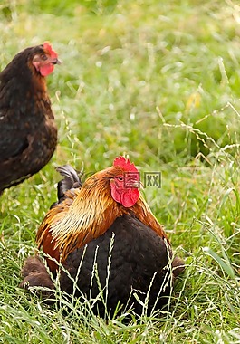 農業(yè),動物,鳥嘴