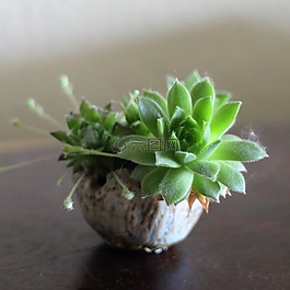 houseleek,kusamono,盆景