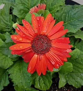 花,紅色的花,雨滴