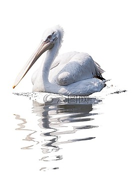 動(dòng)物,鳥嘴,鳥