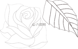 玫瑰,花的,裝修