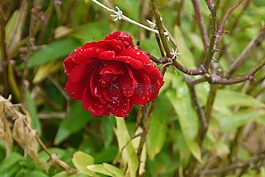 玫瑰,鮮花,花園