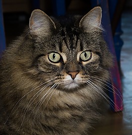 猫,挪威森林猫,注意