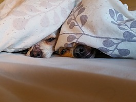 奇瓦瓦,狗,小狗
