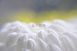 滴,雨,開花