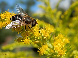 flowerfly,蒼蠅,飛