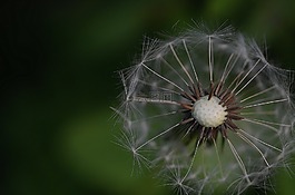 蒲公英,顏色,綠色