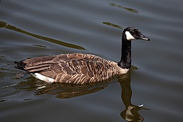 動物,鳥嘴,鳥