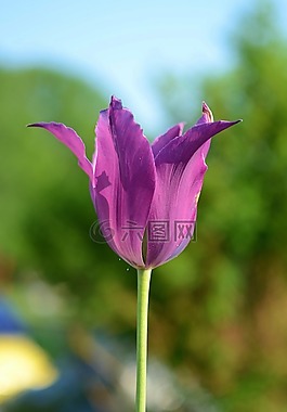 花,植物,開花