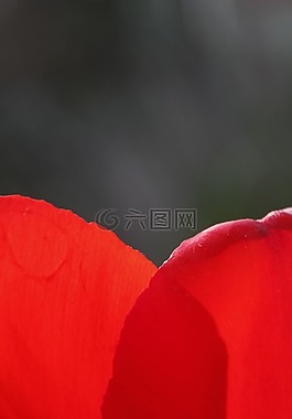 鮮花,郁金香,春天