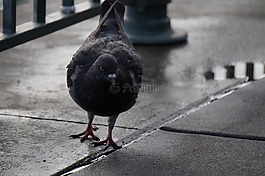 鴿子,雨,鳥
