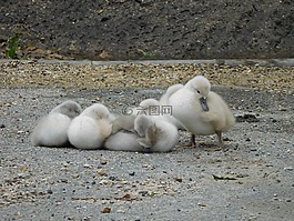 動物,鳥,白天鵝