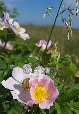 春天,開花,花卉