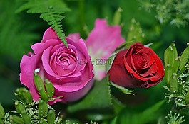 玫瑰,花,自然