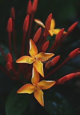 鮮花,自然,花