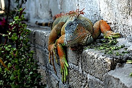性質,動物界,野生動物