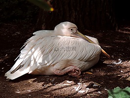 佩利坎,白鹈鹕,pelecaniformes