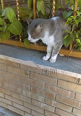 貓,迷走,寵物
