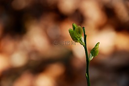 植物,宏,性質