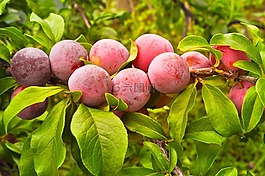 李子,漿果,收獲