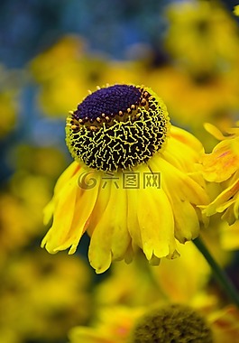 鮮花,花,植物