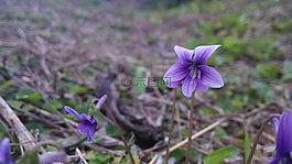 小花,野花,植物